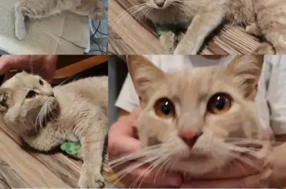 Найдена кошка, Ростов-на-Дону, фото: Кошка найдена: Б. Садовая, Ростов-на-Дону