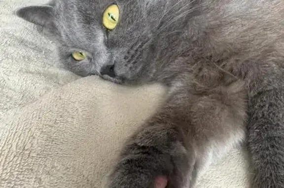 Пропала кошка, ул. Кассиора, 12, Новокузнецк