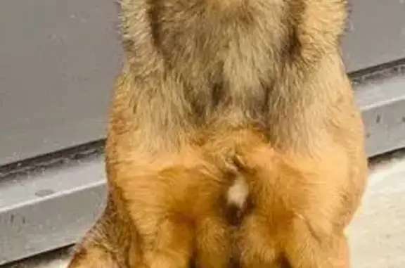 Шоколад-бежевый пёс найден в Курске, ул. Магистральная, 2