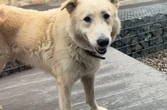 Собака найдена на Чапаевской, 43, Самара