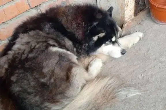 Собака найдена, Варваровский пр., 10р, Тула