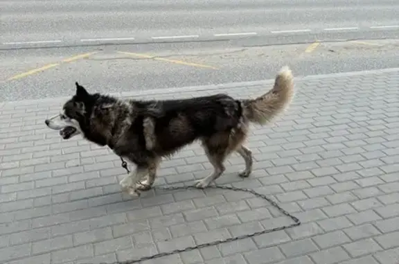 Найдена собака, Горно-Алтайск, фото: Собака найдена: Коммунистический 66, Г-А.