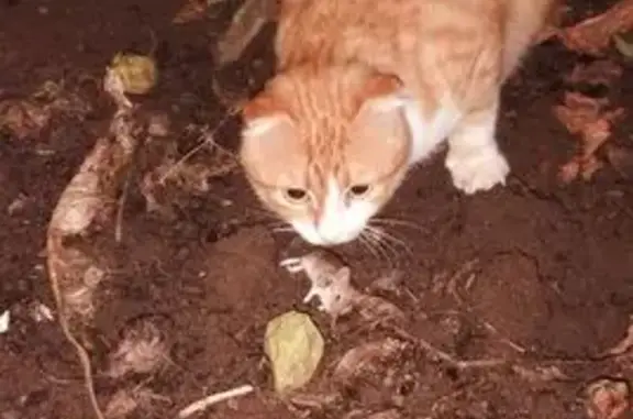 Кошки потеряшки, Элиста, фото: Потеряшка кошка на 3-й Северо-Западной, 15