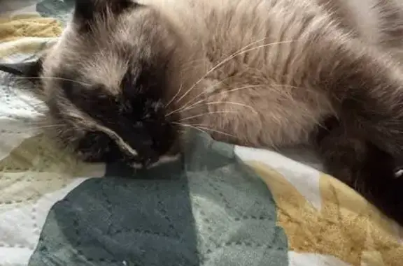 Кошка найдена: Широтная ул., 189, Тюмень