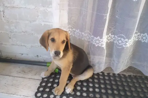 Найдена собака, , фото: Собака найдена: 42К-767, Малининский с/с