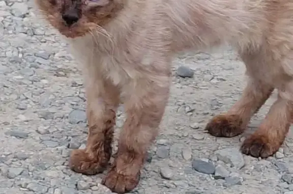 Найдена кошка, Майкоп, фото: Найдена кошка, ул. Конституции, 60, Майкоп