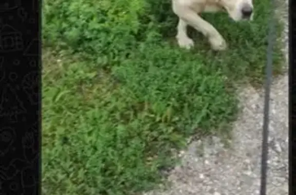 Найдена собака, Давлеканово, фото: Лабрадор найден: ул. Победы, 19, Давлеканово