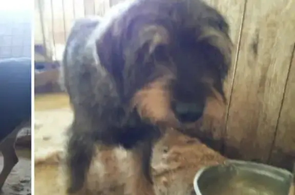 Найденные животные Камышлов, фото: Собака найдена, ул. Ленина, 30, Камышлов