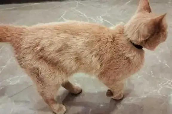 Найдена кошка, Саранск, фото: Найдена кошка, ул. Коваленко, 11, Саранск