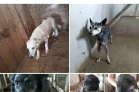 Найденные животные Камышлов, фото: Собаки в отлове: Ленина 30, Камышлов