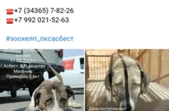 Объявления о пропавших и найденных животных, Свердловская область, фото: Собака найдена в отлове Асбеста, СО