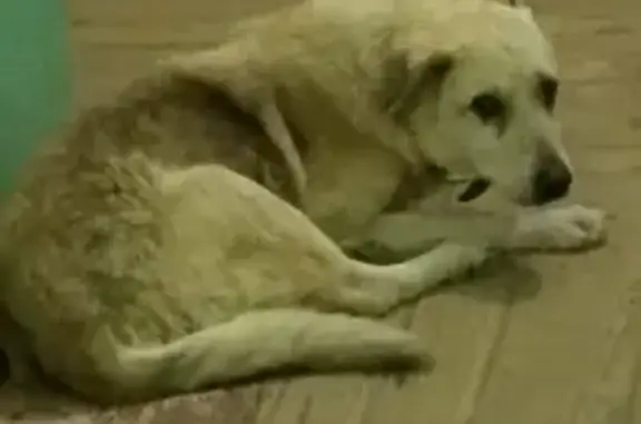 Найденные животные Камышлов, фото: Собака найдена: ул. Ленина, 30, Камышлов