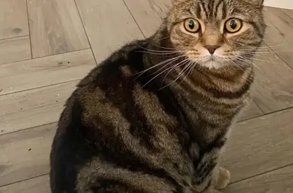Кошки потеряшки, , фото: Потеряшка кошка, Нагорная ул., Чертовицы