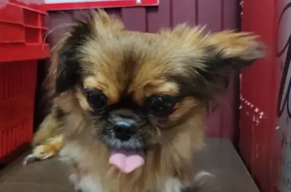 Собака найдена: ул. Костюкова, 4, Белгород