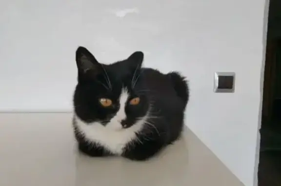 Кошки потеряшки, Туношенское сельское поселение, фото: Найдена кошка, Ак. Колмогорова 15, Ярославль