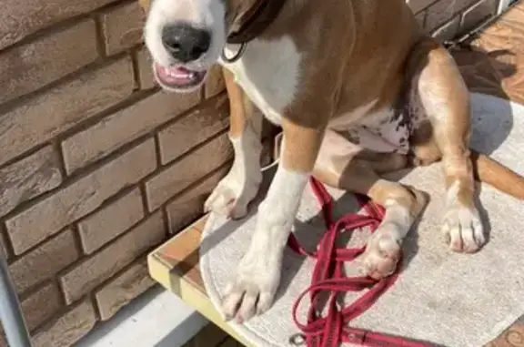 Найдена собака, Ново-Талицы, фото: Собака найдена: 24К-260, Ново-Талицы