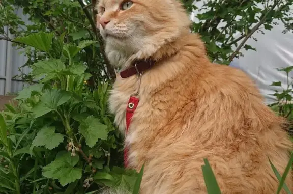 Кошки потеряшки, Химки, фото: Потеряшка кошка на Папанина, 24А, Химки
