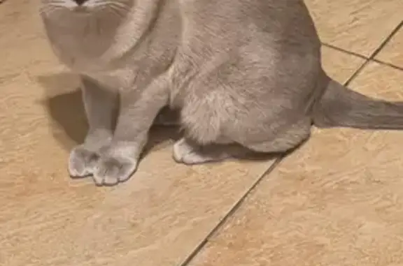 Кошки потеряшки, Санкт-Петербург, фото: Потеряшка кошка, пр. Ветеранов, 75 к1