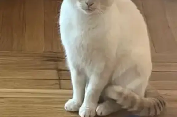 Кошка найдена на Костюкова, 22, Белгород