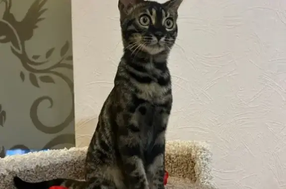 Пропала бенгальская кошка, Спортивный пр., Губкин