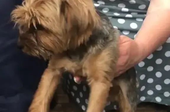 Найдена собака, Клин, фото: Найден йорк: ул. Гагарина, 1, Клин