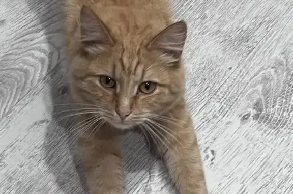 Пропала рыжая кошка, Дружбы 21, Бузулук