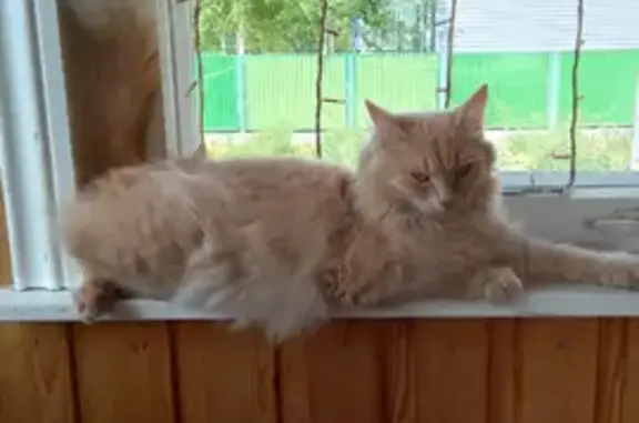 Пропала кошка, Югорская ул. 15, Радужный