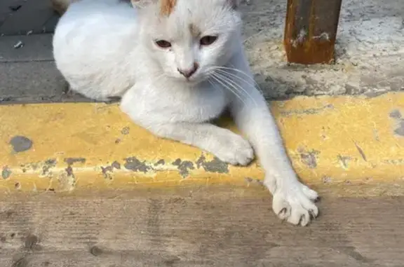 Найдена кошка, Ростов-на-Дону, фото: Кошка найдена у ТЦ Астор, Б. пр., 49/97