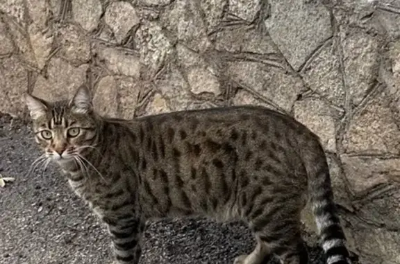 Кошка найдена: Менделеева 171/3, Уфа