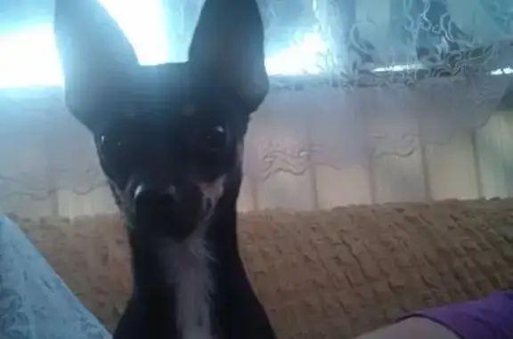 Пропала собака, ул. 40 лет Победы, Шаблиевка