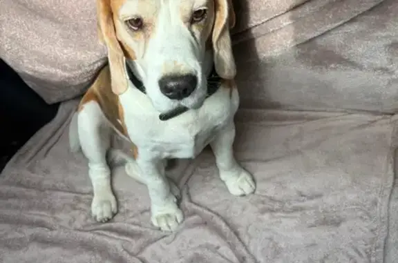 Пропала собака, Центральная ул., Новая Деревня