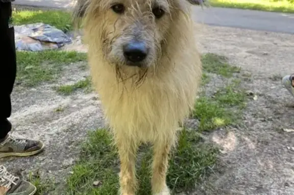 Найдена собака, Зеленогорск, фото: Собака найдена: Красноармейская 11Б, Зеленогорск