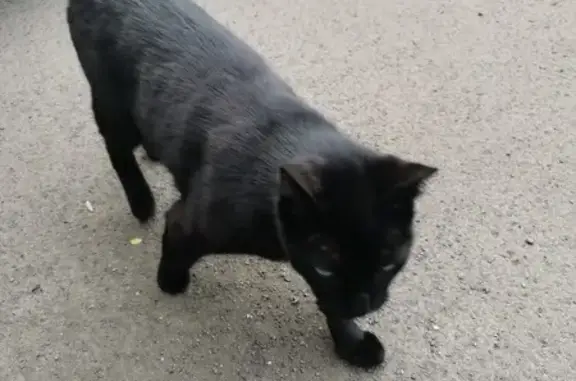 Кошка найдена на 50 лет Октября, 26