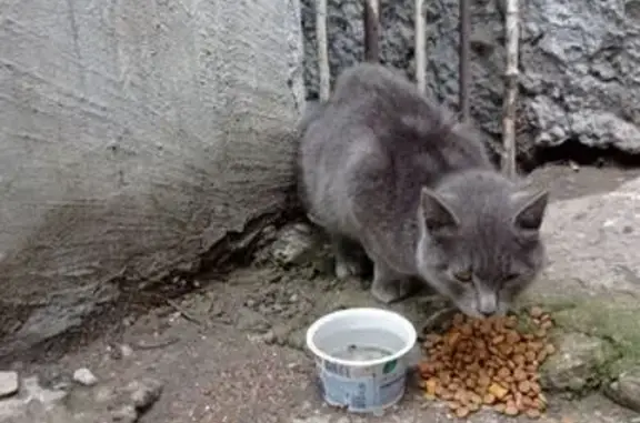 Найденные животные Республика Бурятия, фото: Найдена кошка в Улан-Удэ, Бурятия