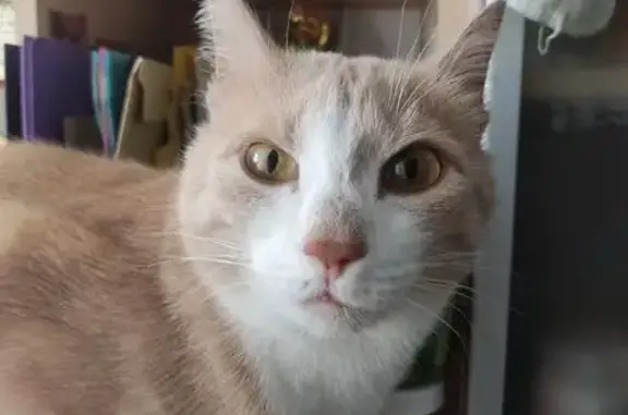 Кошки потеряшки, Новосибирская область, фото: Потеряшка кошка, Прокудский, Новосибирск