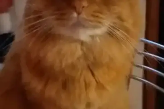 Кошки потеряшки, Сухая Долина, фото: Потеряшка кошка, Бригадная 30, Сухая Долина