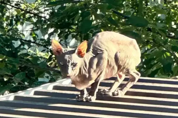 Найдена кошка, , фото: Найдена кошка Сфинкс, Шаумяна 6, Армавир