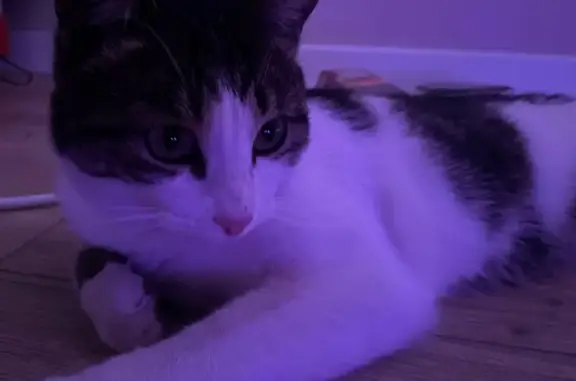 Найдена кошка, Ульяновск, фото: Кошка найдена: пр. Столыпина, 6, Ульяновск