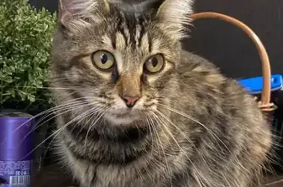 Найденные животные Кострома, фото: Кошка найдена у ТЦ РИО, Магистральная 20