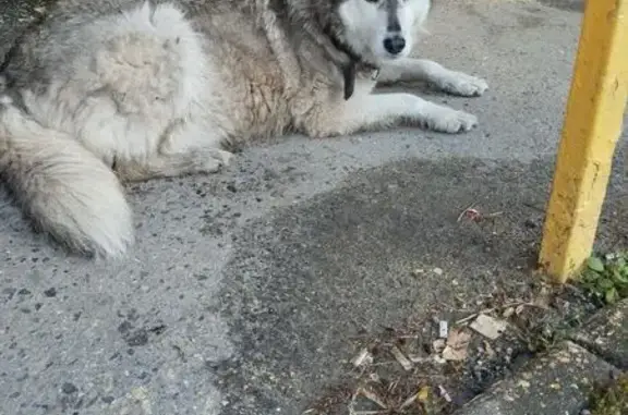 Найдена собака, Ядринское ш., Чебоксары