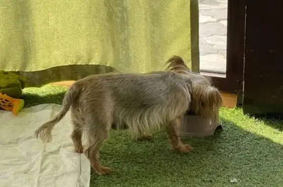 Найдена собака, , фото: Найдена собака Йорк, 61, Всходы