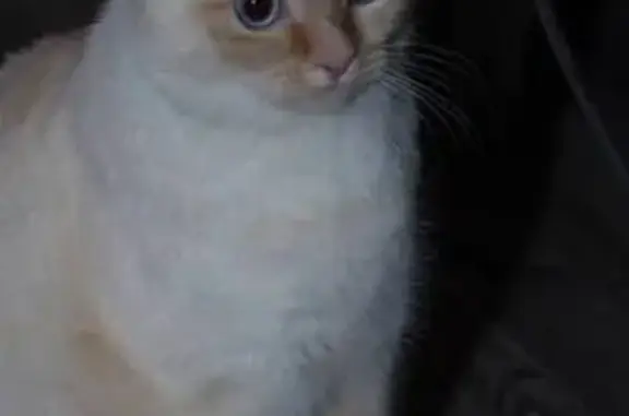Пропала кошка, Шпагатный пер., 50, Орёл