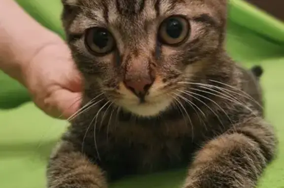 Кошка найдена: пр. Металлургов, 37А