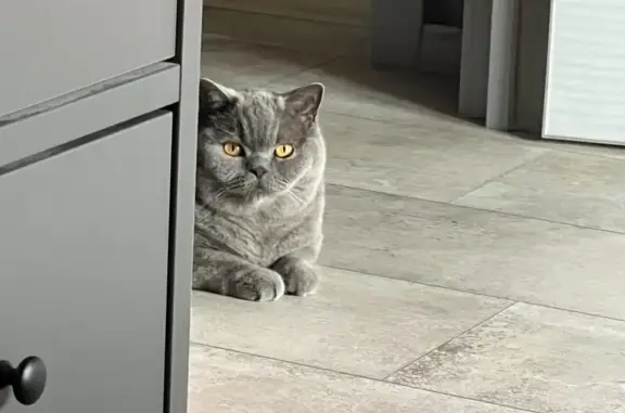 Пропала кошка, Солнечная ул., 120, Подстёпки