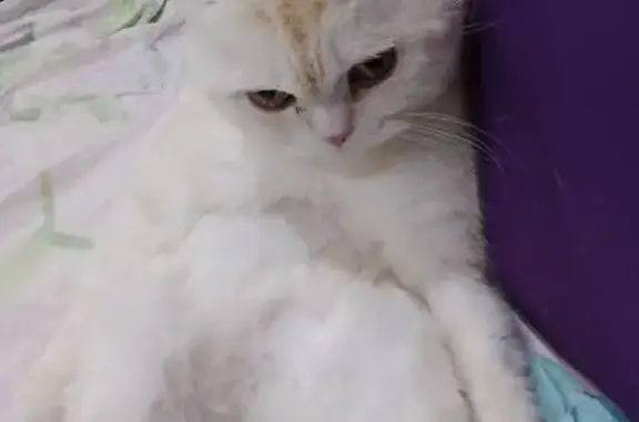 Пропала кошка, ул. Уметбаева, 15, Новотроицк