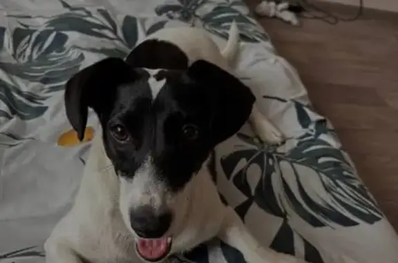 Собака найдена, Комсомольская 199/1