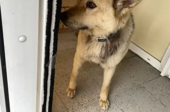 Найдена собака, Истра, фото: Собака найдена: Истра, ул. Ленина, 103