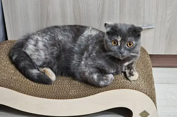 Пропала кошка, ул. Попова, 64, Смоленск