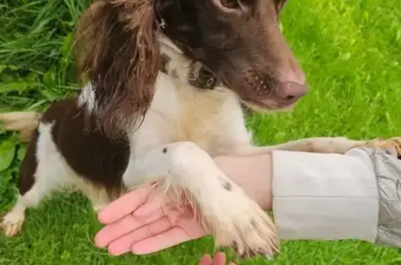 Найдена собака, Московская область, фото: Спаниель найден в Алексеевке, МО