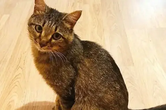 Найдена кошка, Иркутск, фото: Найдена кошка, ул. Багратиона 54/5, Иркутск